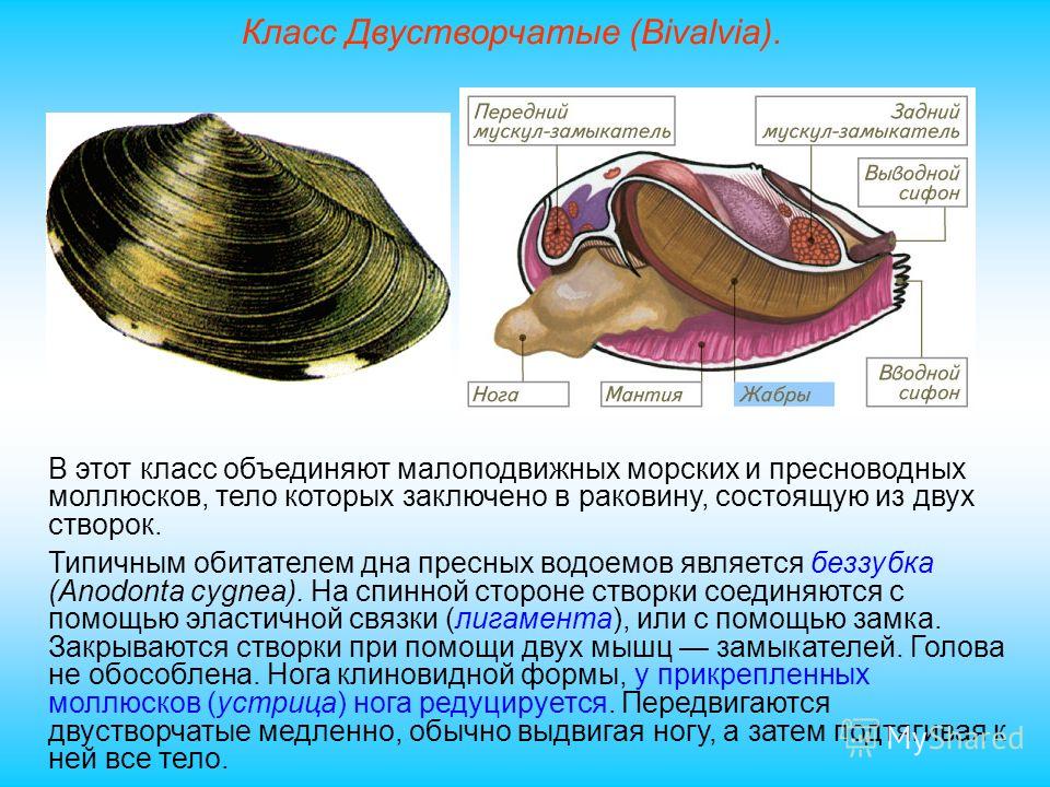 Картинки моллюски биология 7 класс