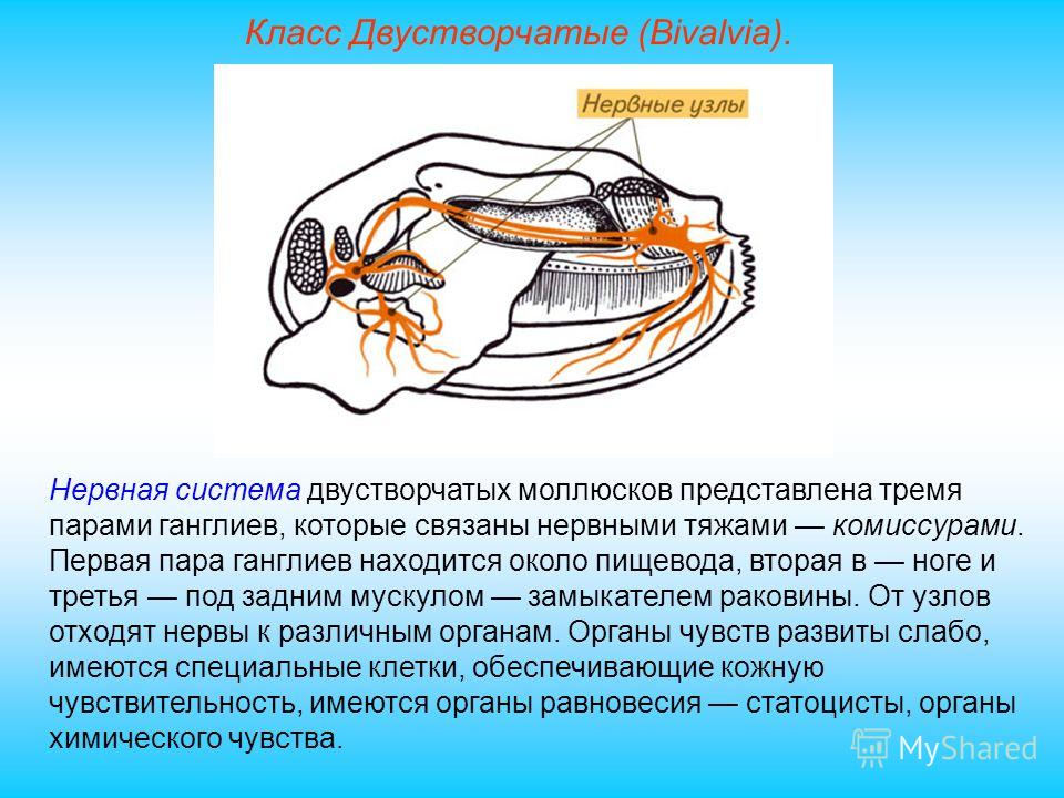 Двустворчатые моллюски презентация