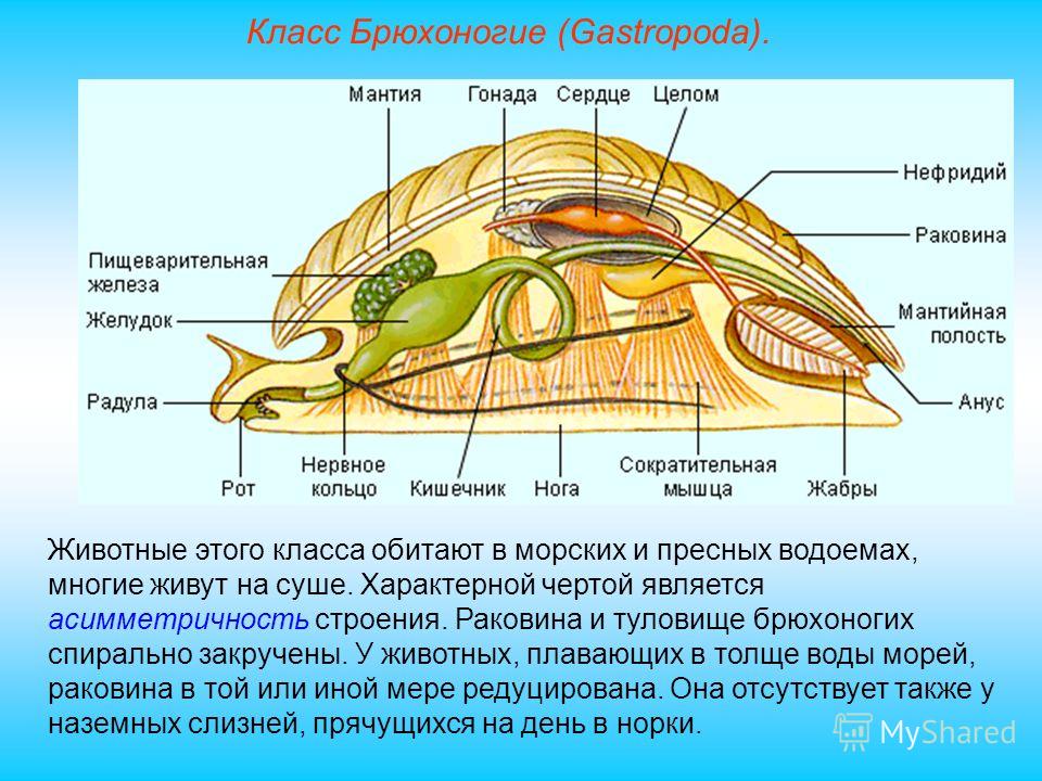 Тип моллюски схема