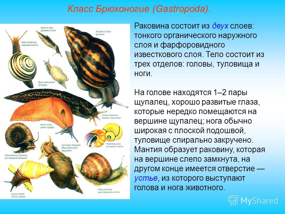 Разнообразие брюхоногих моллюсков их роль в природе проект 7 класс биология