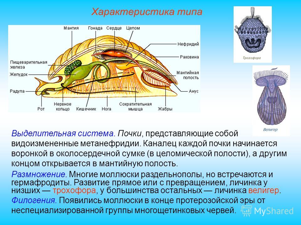 Для всех моллюсков характерно. Тип выделительной системы моллюсков. Выделительная система система моллюсков. Класс двустворчатые моллюски выделительная система. Брюхоногие моллюски протонефридии.