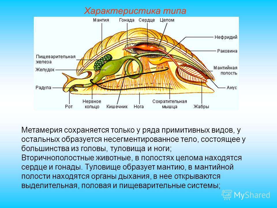 Составьте развернутый план параграфа тип моллюски