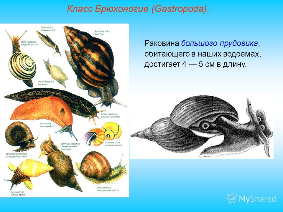Представители класса брюхоногих моллюсков. Тип моллюски брюхоногие представители. Класс брюхоногие и двустворчатые моллюски. Брюхоногие моллюски прудовик. Пресноводные брюхоногие моллюски представители.